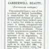 Camberwell beauty.