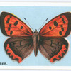 Small copper.