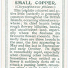 Small copper.