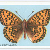 Dark green fritillary.