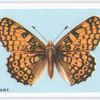 Glanville fritillary.