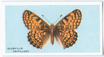 Glanville fritillary.