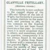 Glanville fritillary.