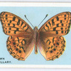 High brown fritillary.