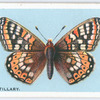 Marsh fritillary.
