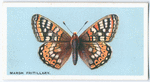 Marsh fritillary.