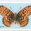 Pearl-bordered fritillary.