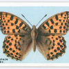 Queen of Spain fritillary.