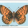 Small pearl-bordered fritillary.