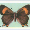 Brown hairstreak.