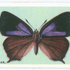 Purple hairstreak.