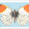 Orange tip.