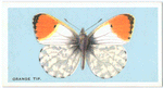 Orange tip.