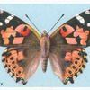 Painted lady.
