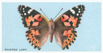 Painted lady.
