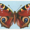 Peacock.