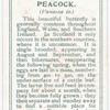 Peacock.