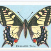 Swallow-tail.