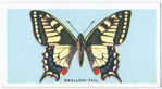 Swallow-tail.