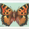 Large tortoiseshell.