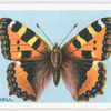 Small tortoiseshell.