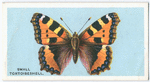 Small tortoiseshell.