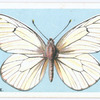 Black-veined white.