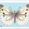 Green-veined white.