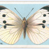 Large white.