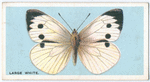 Large white.