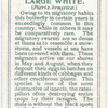 Large white.
