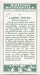 Large white.
