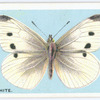 Small white.