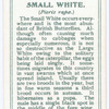 Small white.