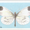 Wood white.
