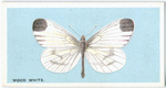Wood white.