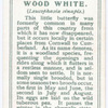 Wood white.
