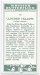 Clouded yellow.