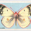 Pale clouded yellow.