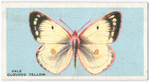 Pale clouded yellow.