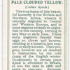 Pale clouded yellow.