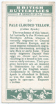 Pale clouded yellow.