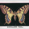Swallow-tail.