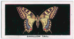 Swallow-tail.
