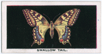 Swallow-tail.