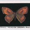 Small meadow brown, male.