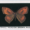Small meadow brown, male.