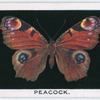 Peacock.