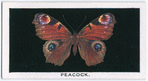 Peacock.