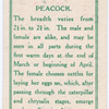 Peacock.